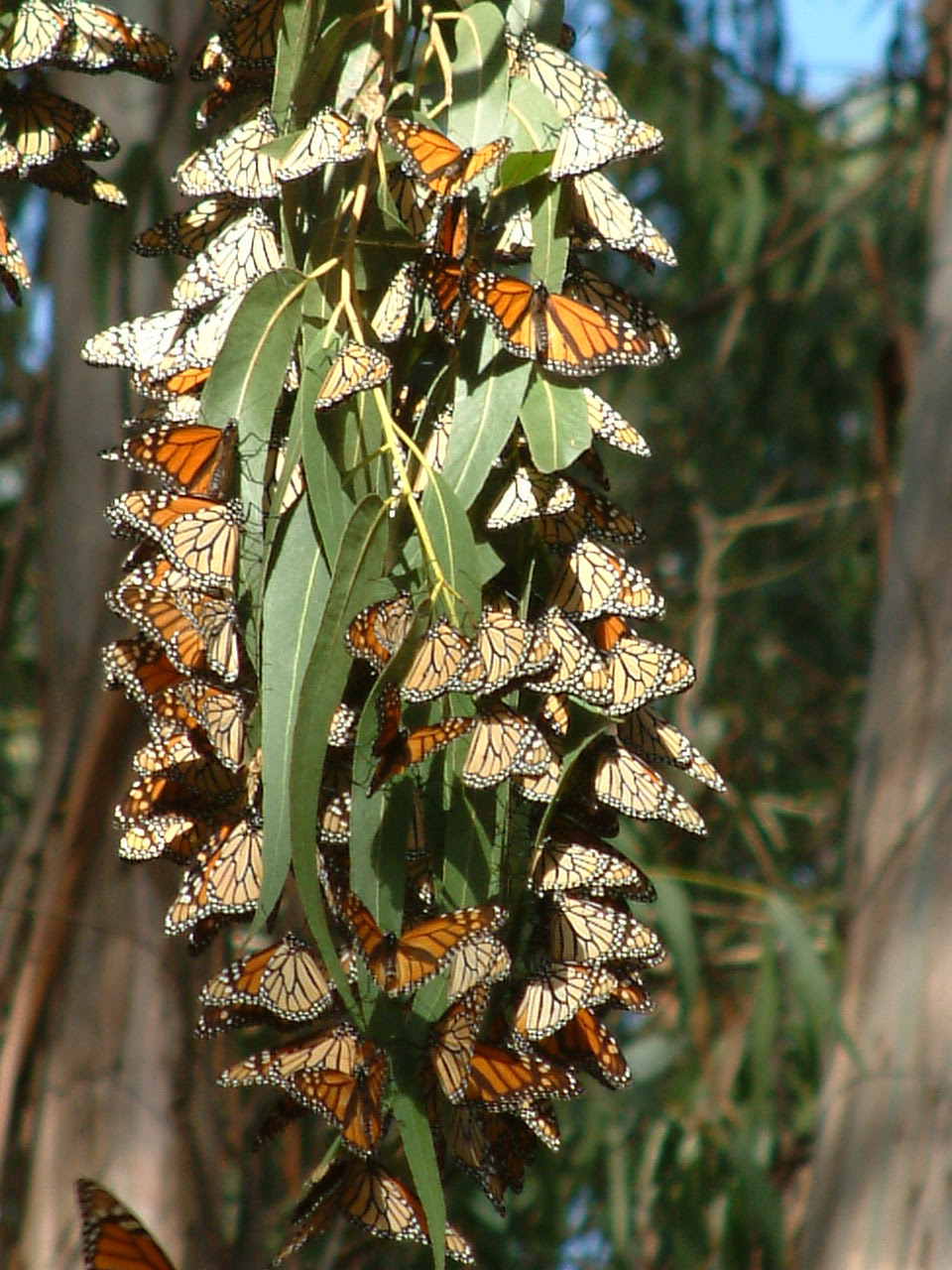 Moran Lake Monarch Butterfly Habitat Sierra Club